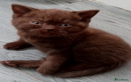 British Shorthair cats for sale: Last black boy  Teddy bear BSH - Image 15