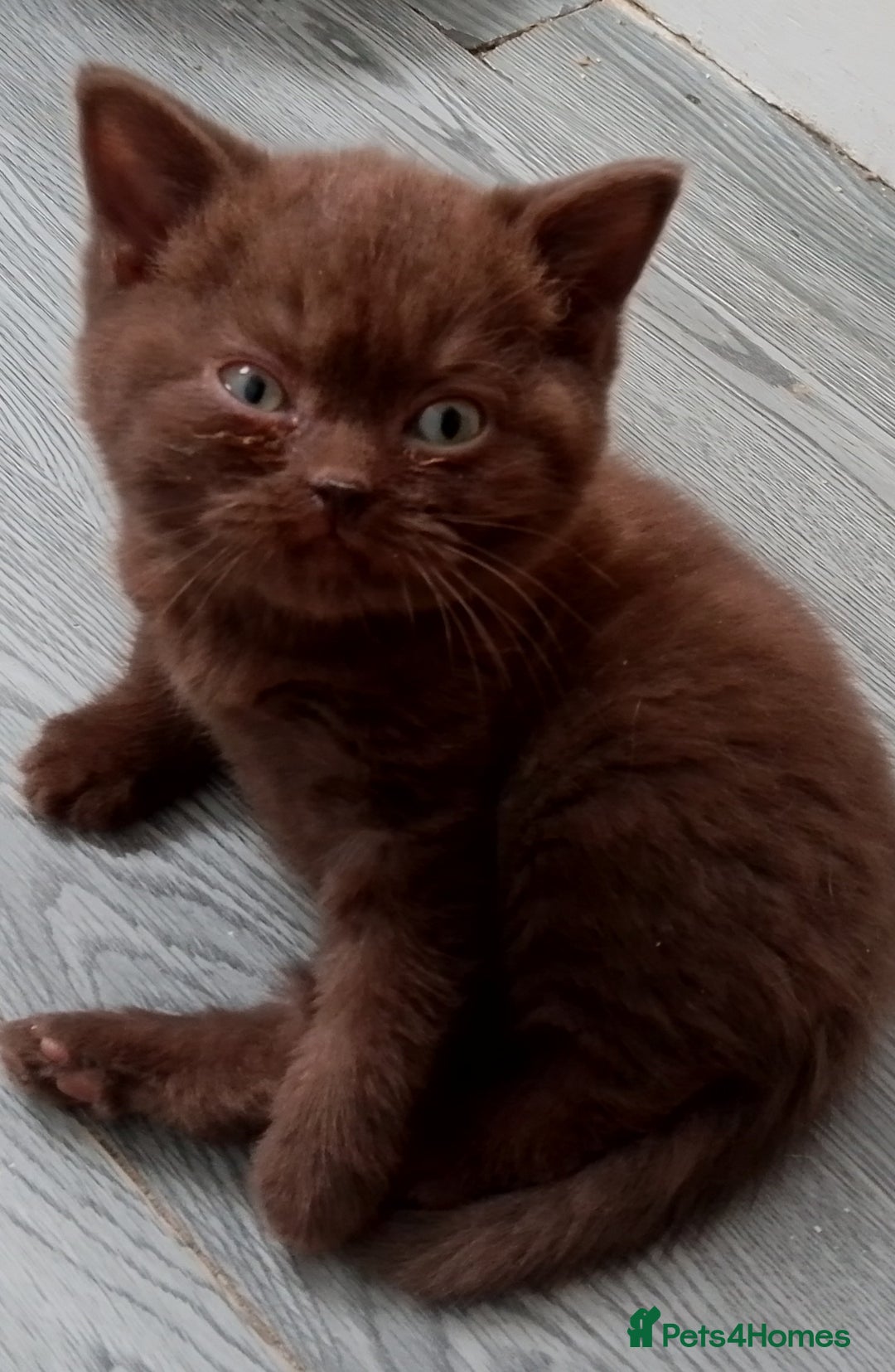 British Shorthair cats for sale: Last black boy  Teddy bear BSH - Image 15