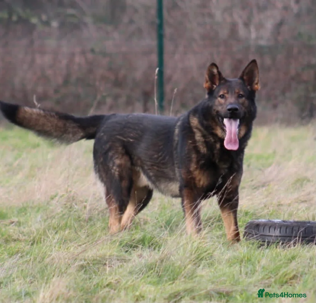 German Shepherd dogs for stud: Bear 🐻 Available for Stud in Birmingham - Advert 8