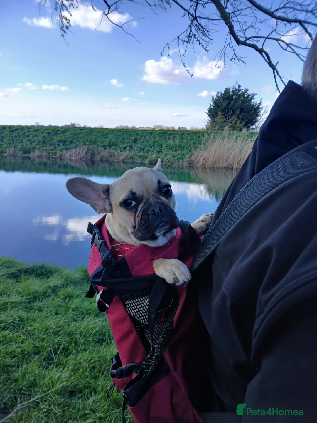 French Bulldog dogs for sale: Stunning Frenchie girl pup - Advert 2