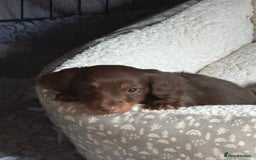 Miniature Dachshund dogs for sale: Fantastic long haired miniature dachshund - Image 14