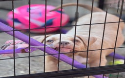 American Bully dogs for sale: Pocket bully female GREAT bloodline READY to leave - Image 3