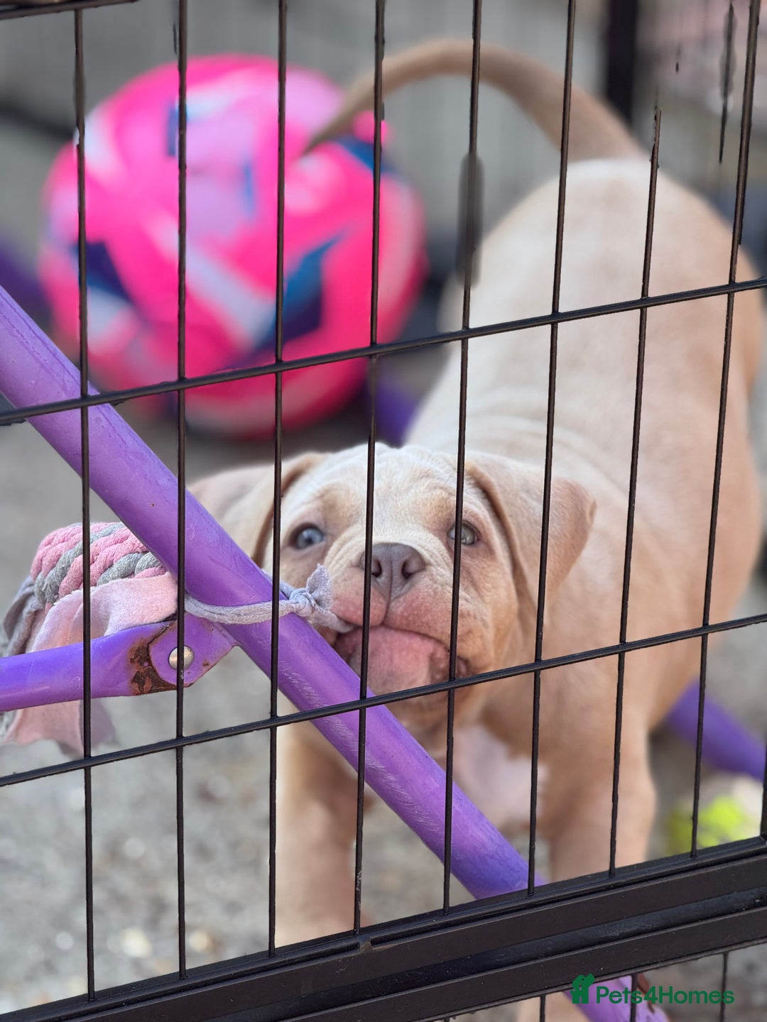 American Bully dogs for sale: Pocket bully female GREAT bloodline READY to leave - Image 3