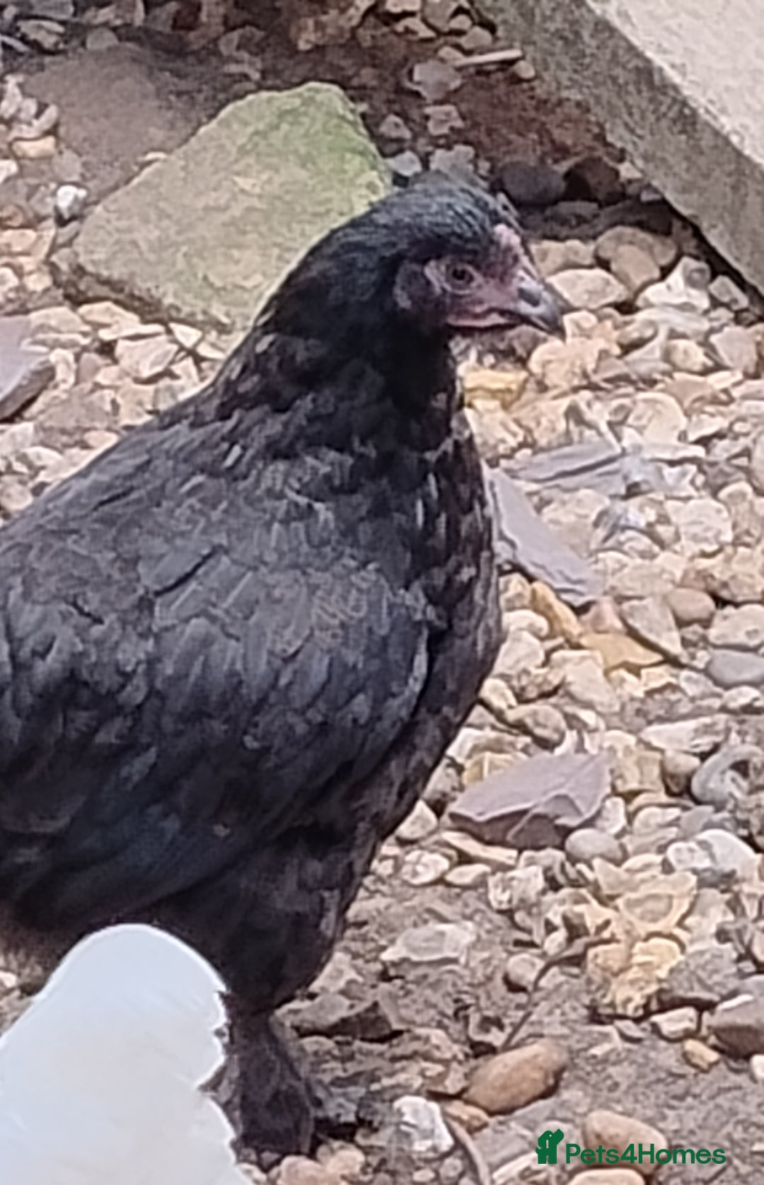 Chickens poultry for sale: Rare Silver French Marans Pair - Image 3