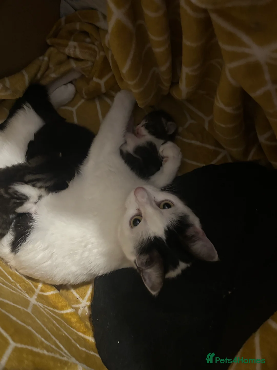 Mixed Breed cats for sale: White and grey Tabby 1M/1F ready 19 Feb - Advert 5