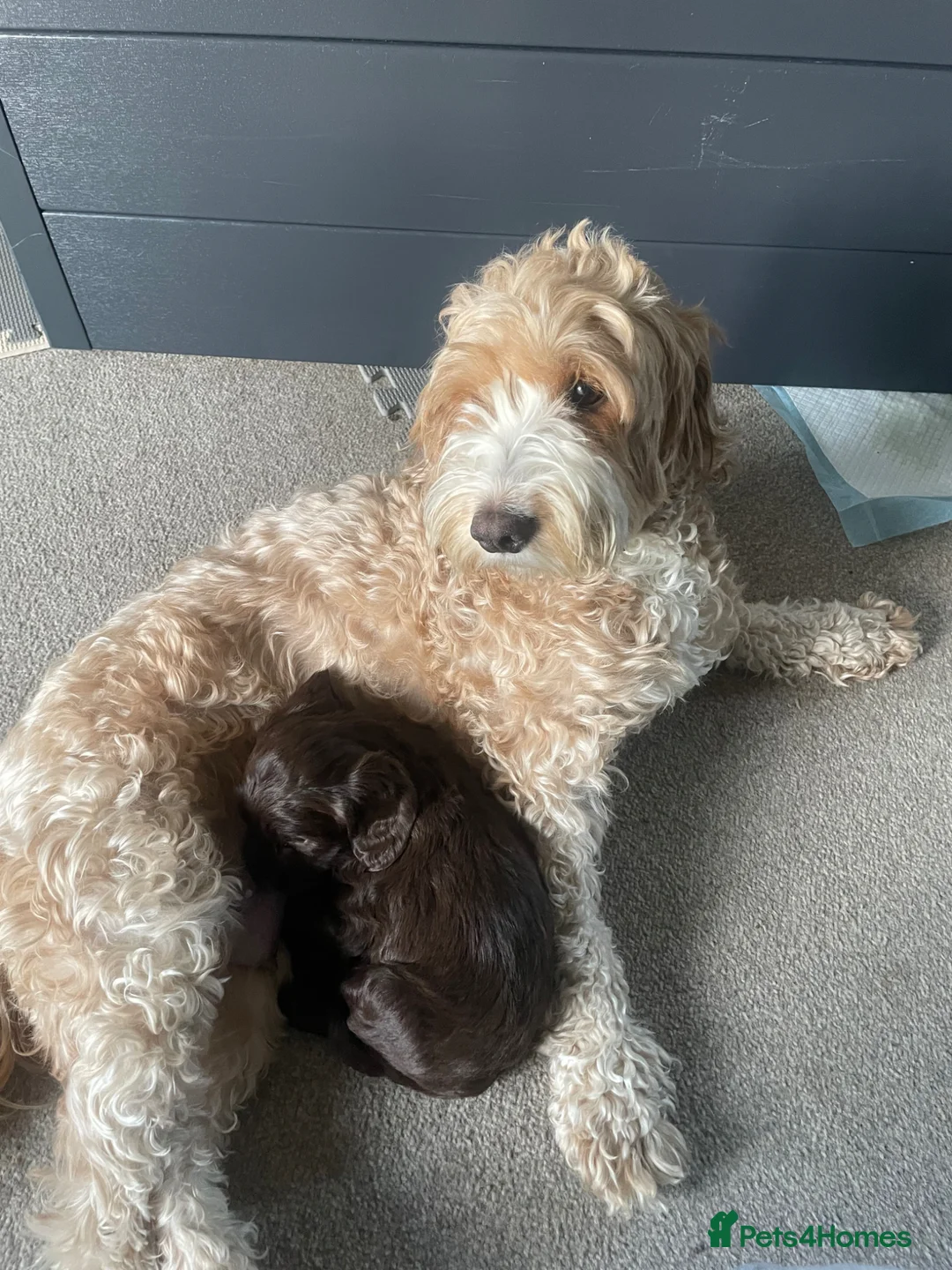 Cockapoo dogs for sale: Third gen cockapoo puppies - Advert 9