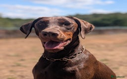 Dobermann dogs for sale: WAITLIST WINTER 2025 CEZARBLUE 5 STAR LICENSED ⭐️  - Image 5
