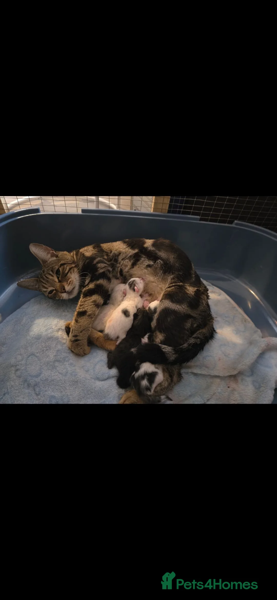 Mixed Breed cats for sale: Bengal cross kittens  - Advert 12