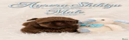 Shih Tzu dogs for sale: Last Boy Health Tested KC Registered  - Advert 2