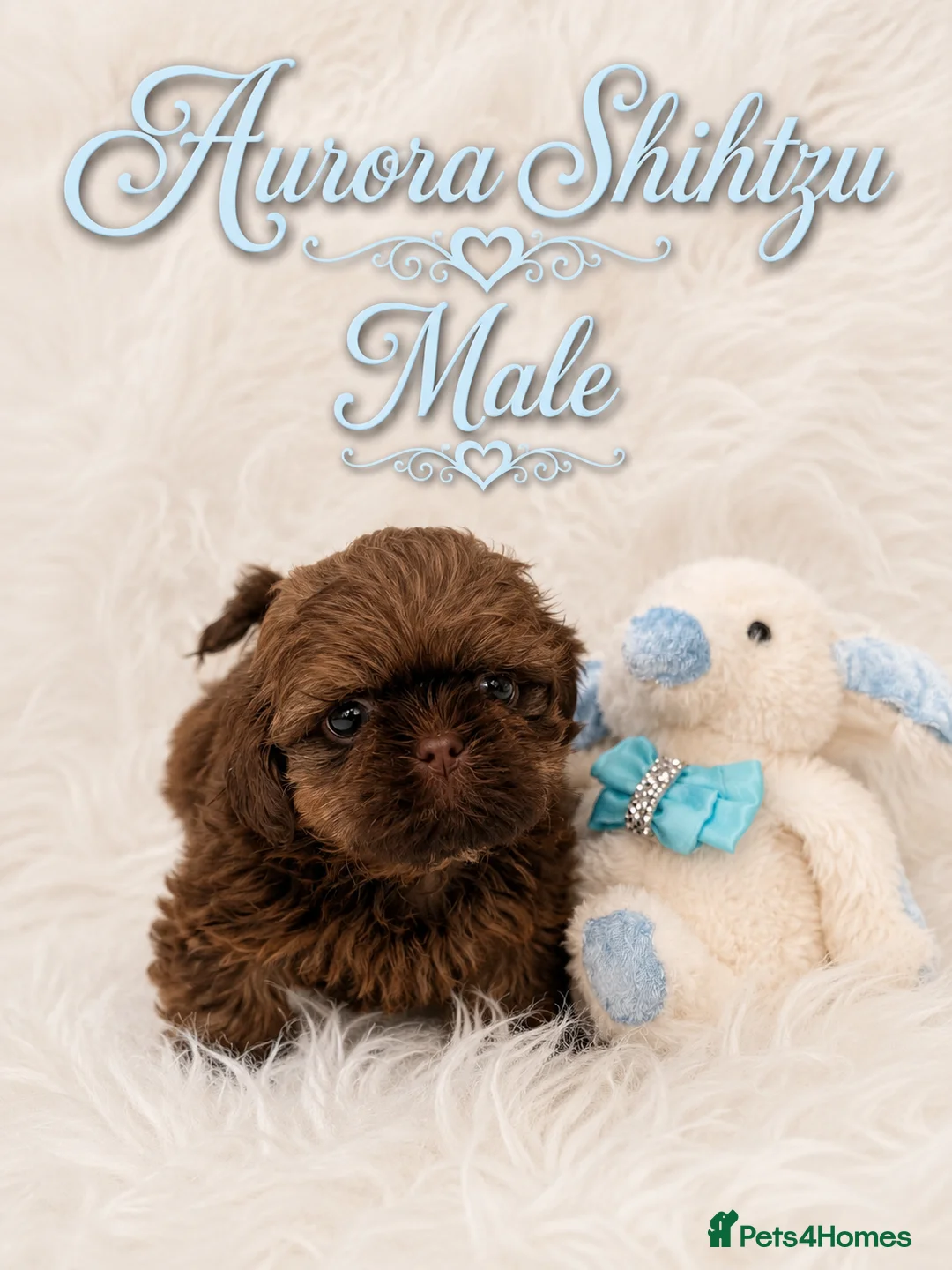 Shih Tzu dogs for sale: Last Boy Health Tested KC Registered  - Advert 2