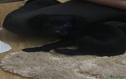 Cockalier dogs for sale: Cockier  - Advert 1