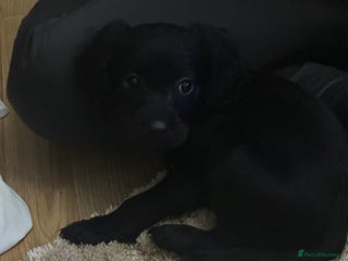 Cockalier dogs Cockier - Advert 3