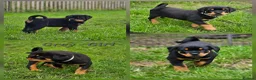 Rottweiler dogs for sale: Champion Bloodline German Rottweiler Puppies - Advert 20