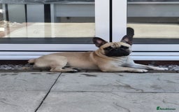 Mixed Breed dogs for sale: *UPDATE* 3x purebred dogs for rehoming - Image 13