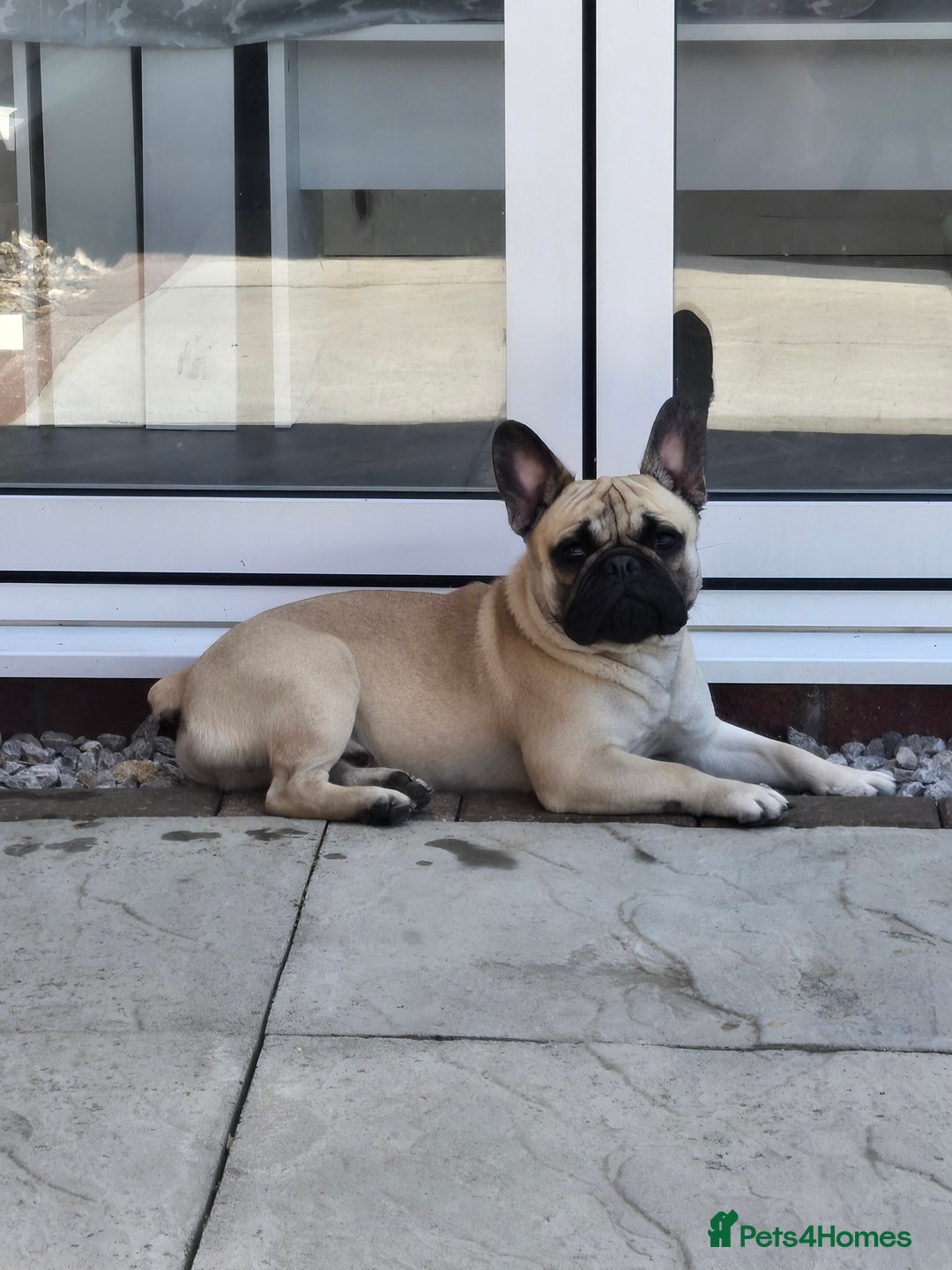 Mixed Breed dogs for sale: *UPDATE* 3x purebred dogs for rehoming - Image 13