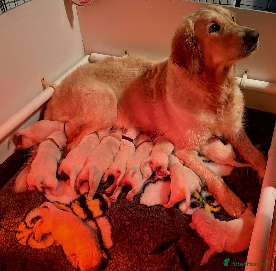 Golden Retriever dogs for sale: Gorgeous KC Registered Goldies. 5 Star Reg.Breeder - Advert 14