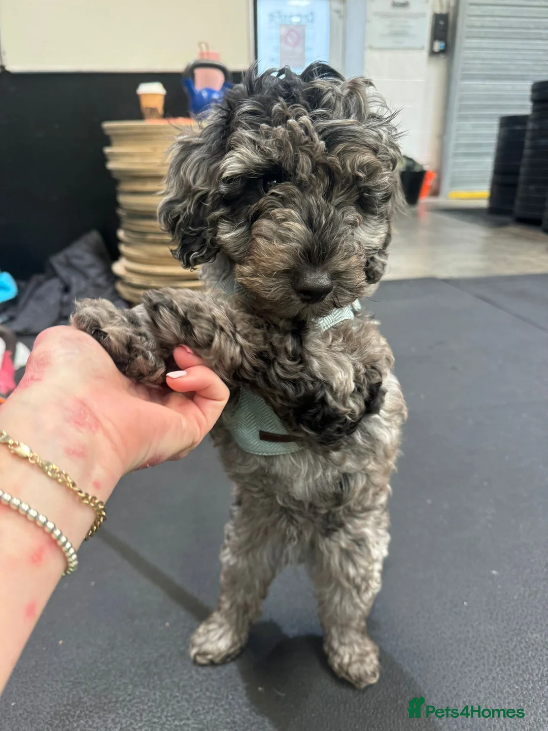 Toy Poodle dogs for stud: toy poodle short notice DNA  tested clear PRA £125 in Nottingham - Advert 26