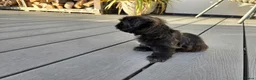 Shih Tzu dogs for sale: Beautiful Male Shih Tzu Puppy - Advert 3