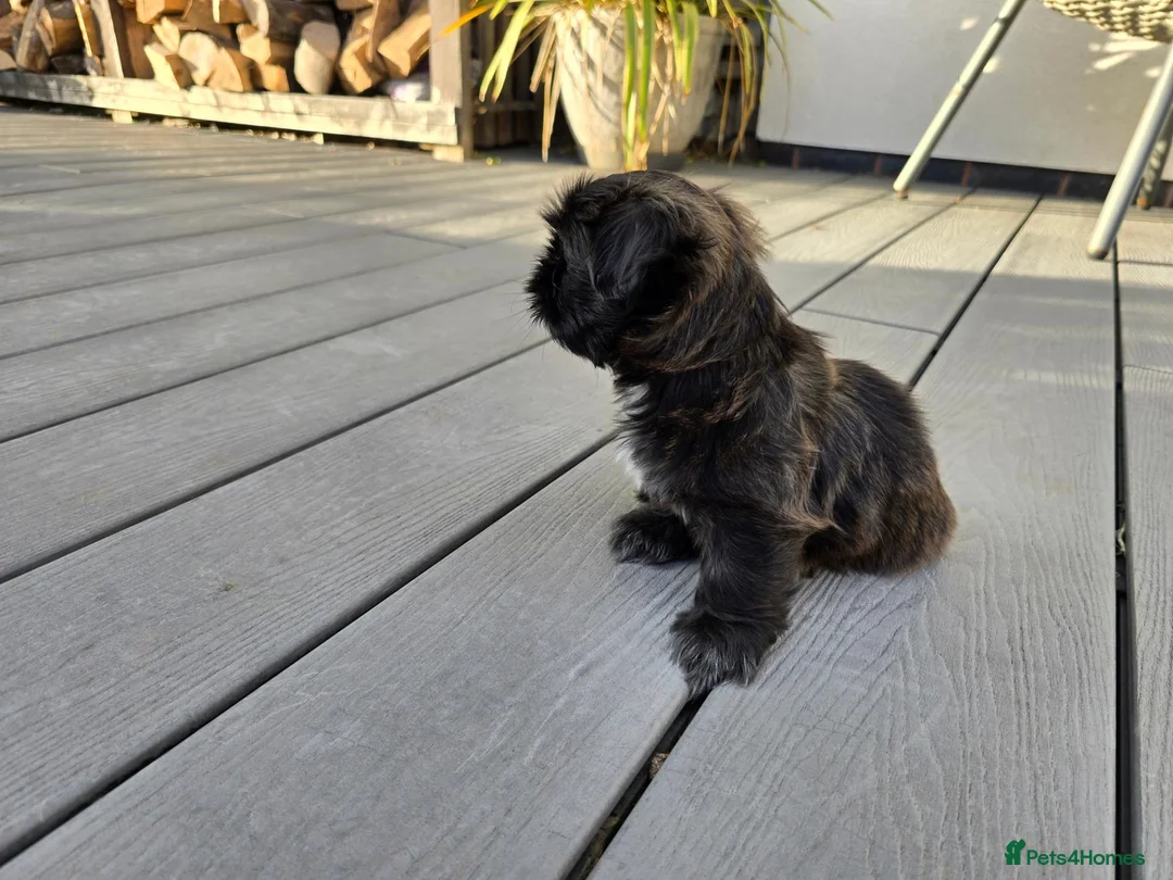 Shih Tzu dogs for sale: Beautiful Male Shih Tzu Puppy - Advert 3