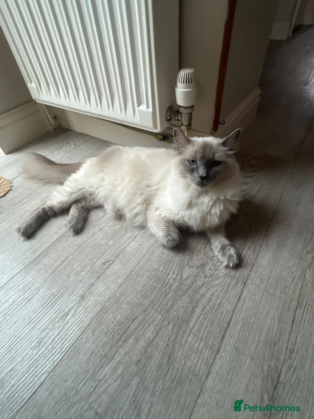 Ragdoll cats for sale: Litter of 6 ragdoll kittens - Advert 1