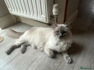 Ragdoll cats Litter of 6 ragdoll kittens - Advert 4