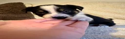 Border Collie dogs for sale: 7 beautiful border collie puppies for sale  - Advert 6