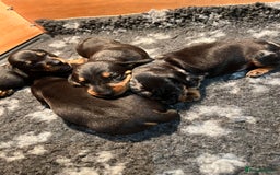 Dachshund dogs for sale: Dachshund puppies - Advert 6