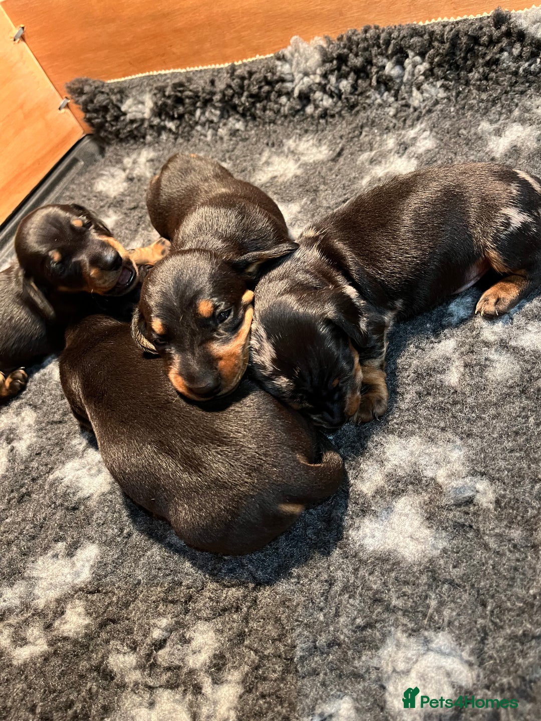 Dachshund dogs for sale: Dachshund puppies - Advert 6