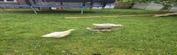 Geese poultry for sale: 3 Beautiful Geese (Embden & French Grey) + Setup in Leicester - Advert 5