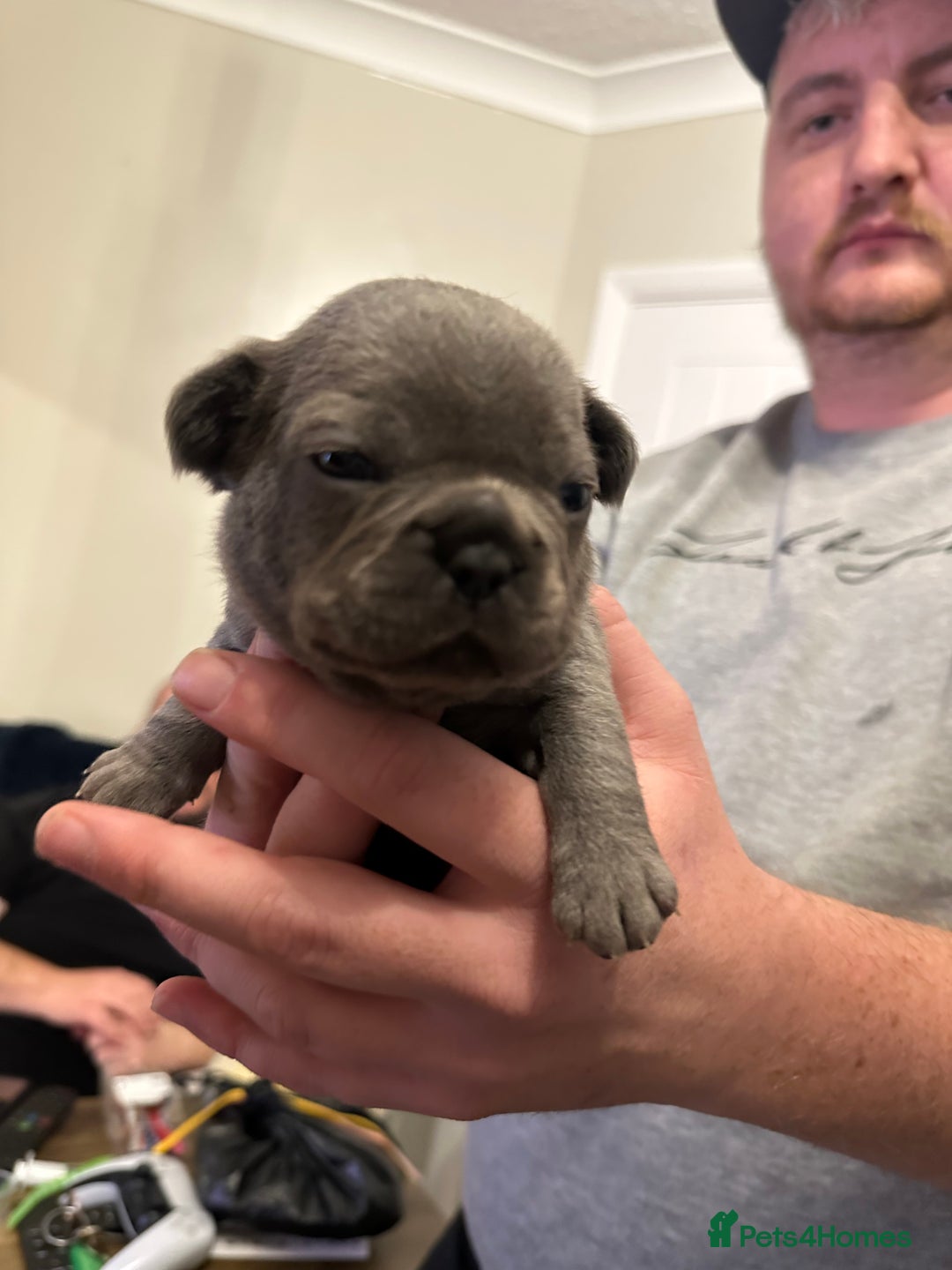 French Bulldog dogs for sale: 5 Beautiful French Bulldog Puppies - Advert 13