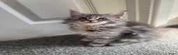 Maine Coon cats for sale: Pure mainecoon kittens DNA health tested parents.  - Advert 11