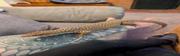 Monitor reptiles for sale: Ackie Monitor - Advert 5