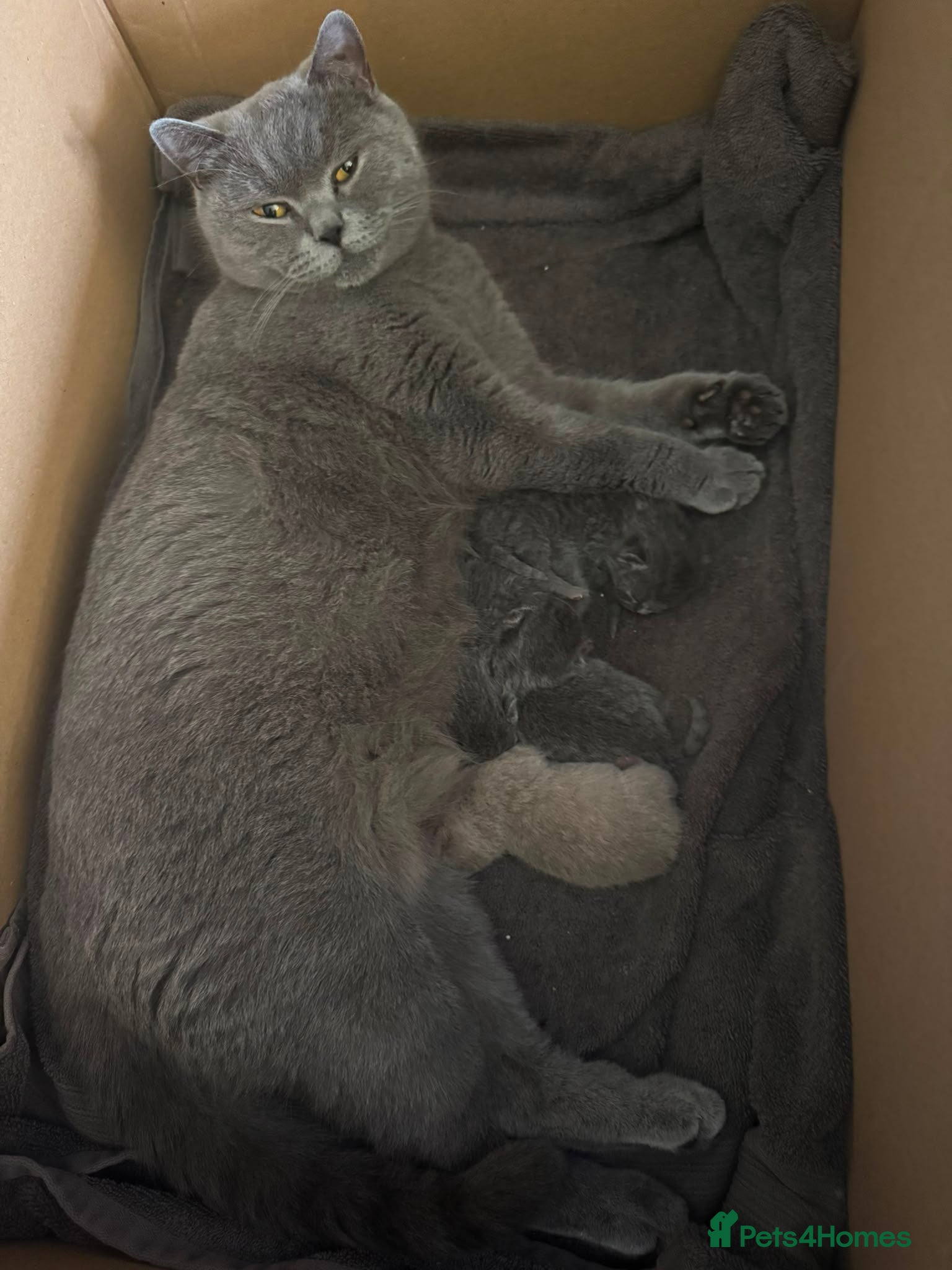 British Shorthair cats 4 British Shorthair Kittens For Sale - Advert 1