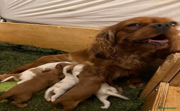 Cavalier King Charles Spaniel dogs - Advert 11