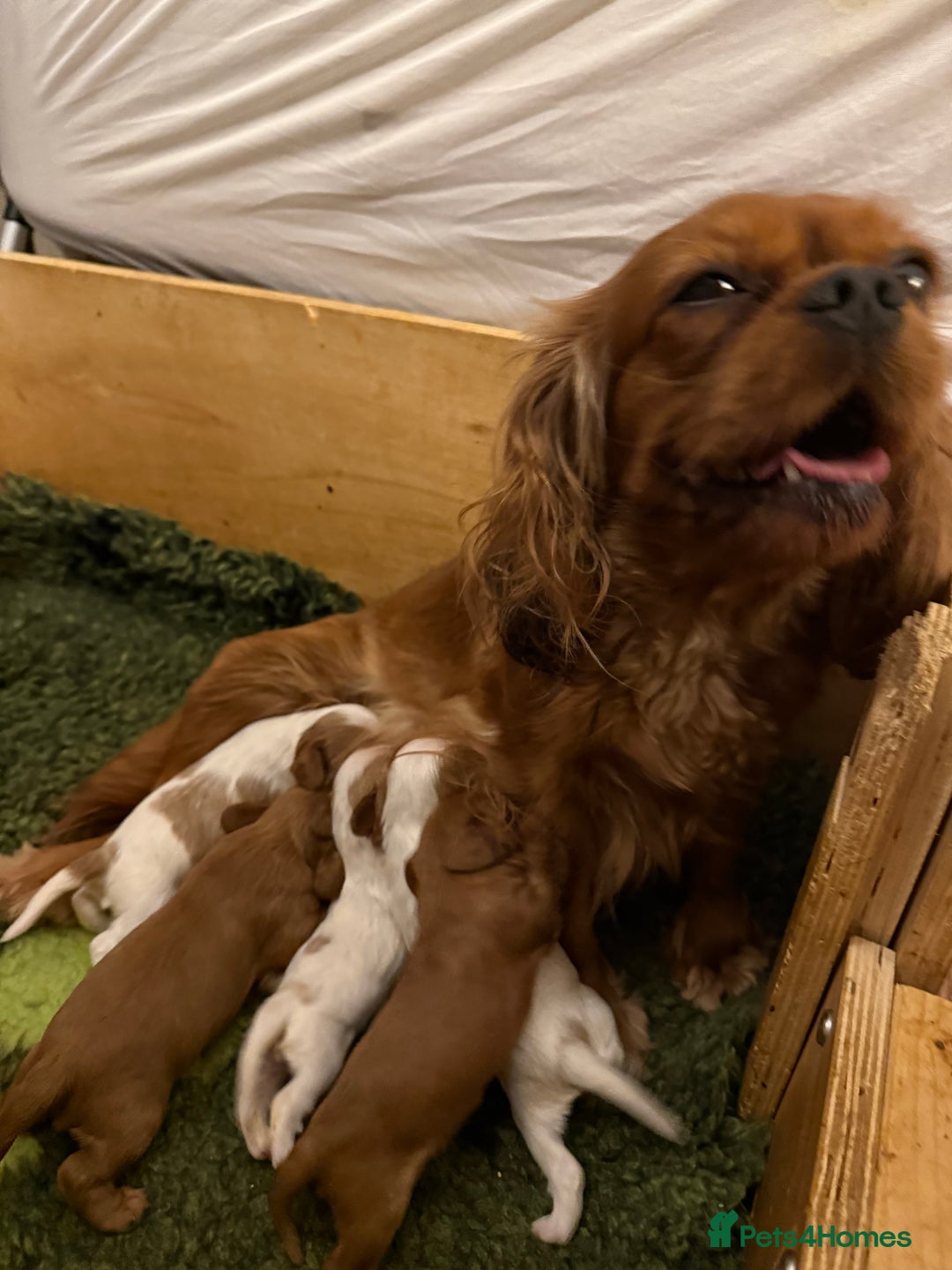 Cavalier King Charles Spaniel dogs for sale: KC reg Cavaliers’s King Charles spaniels. - Image 1