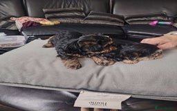 Yorkshire Terrier dogs for sale: Yorkshire terrior  - Image 6