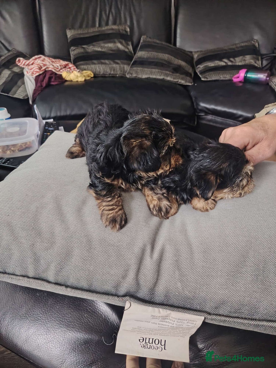 Yorkshire Terrier dogs for sale: Yorkshire terrior  - Image 6