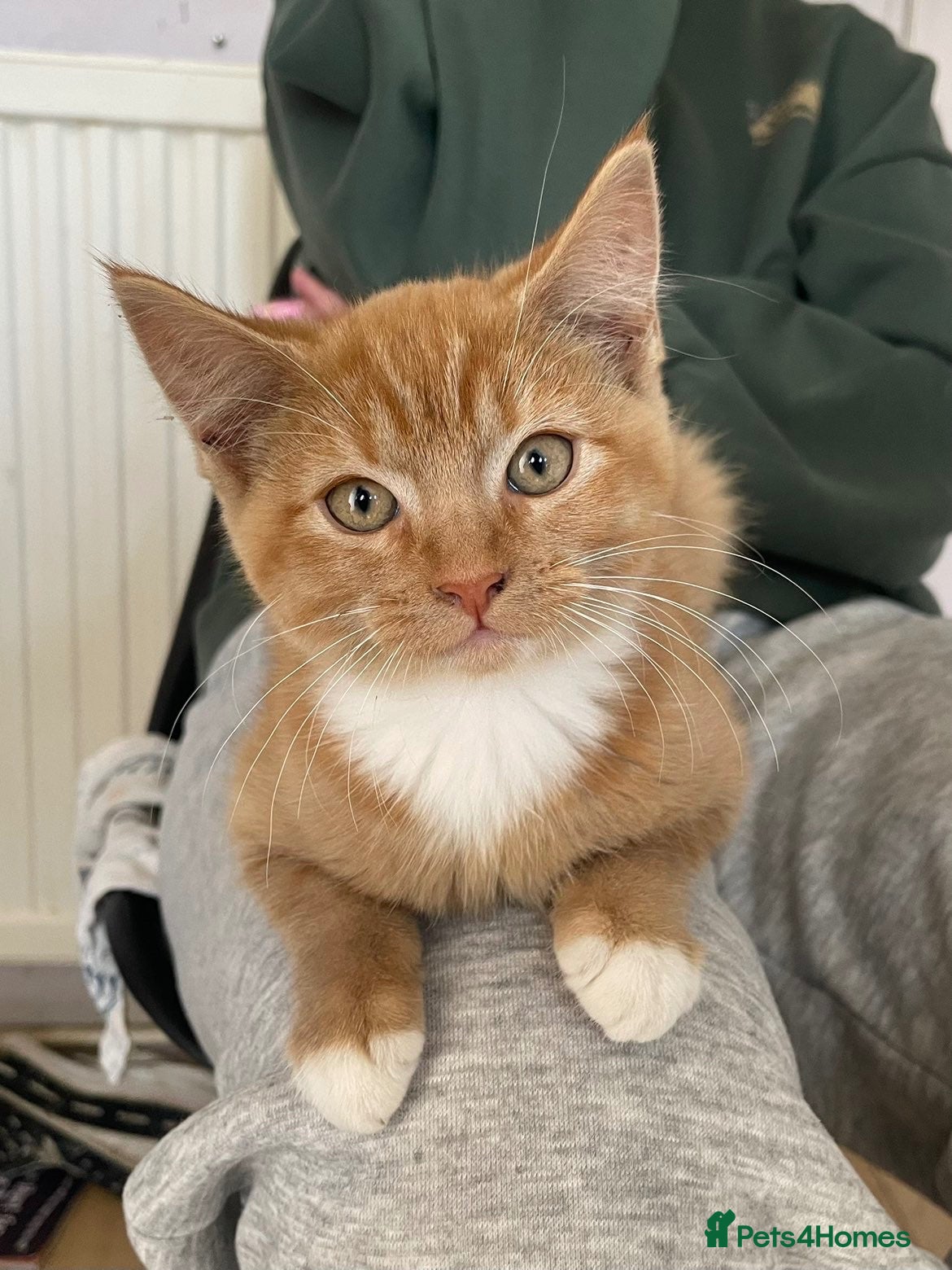 Mixed Breed cats 3 adorable kittens for sale  - Advert 3