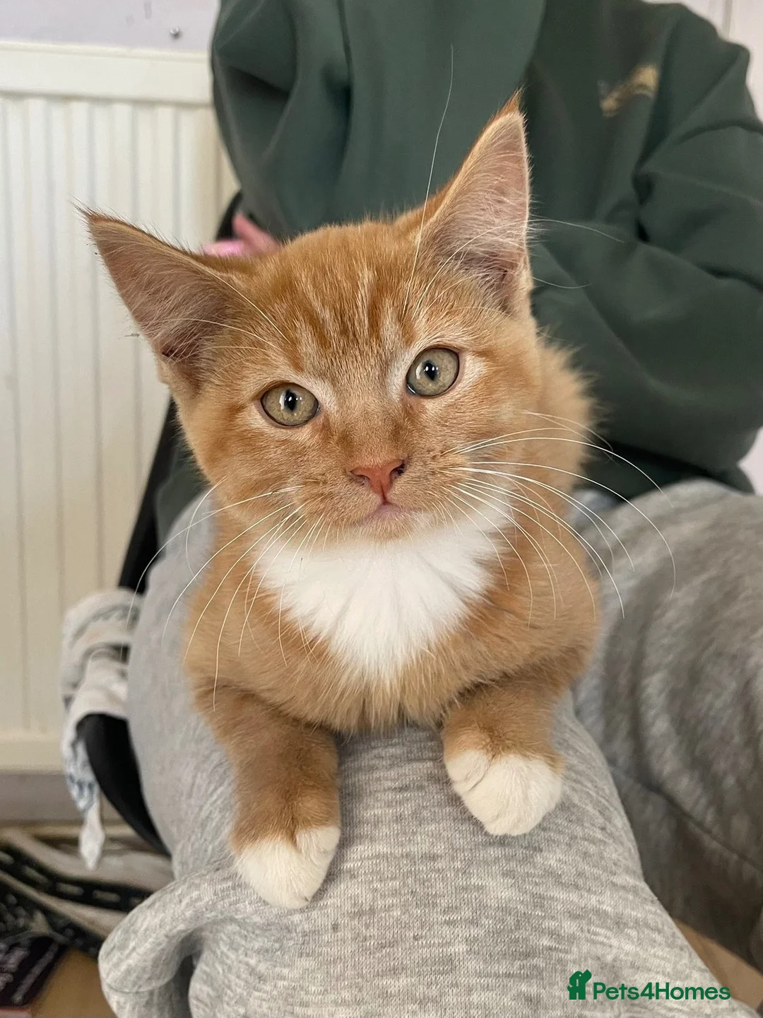Mixed Breed cats for sale: 3 adorable kittens for sale  in Leicester - Advert 1