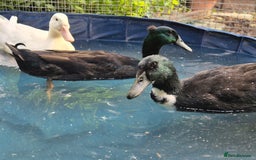 Ducks poultry for sale: 2 female and 1 male Ducks  - Image 2