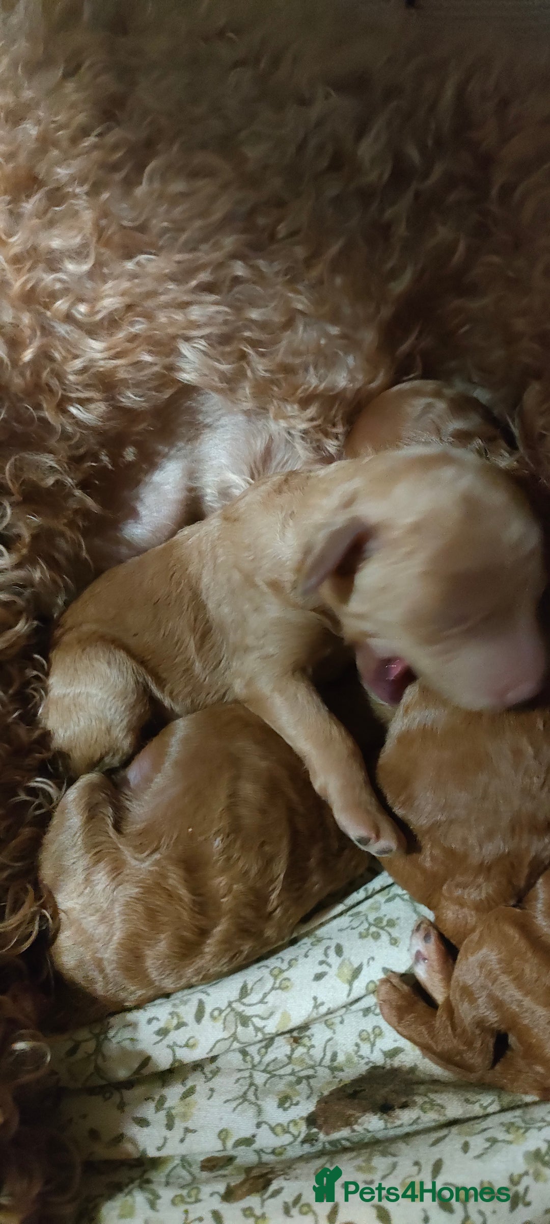 Mixed Breed dogs for sale: Miniature poodle  - Advert 7