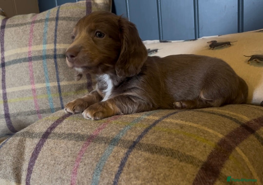 Miniature Dachshund dogs for sale: Gorgeous short & Long haired boys - Image 12