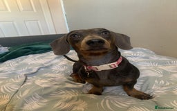 Miniature Dachshund dogs for sale: Miniature dachshund  - Image 1