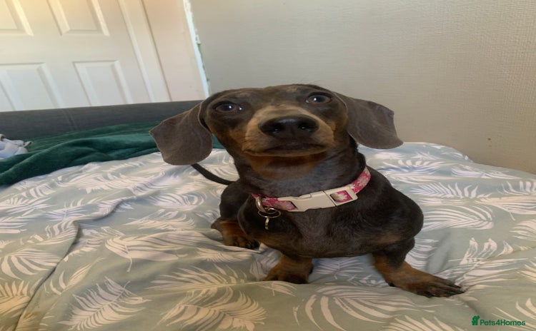 Miniature Dachshund dogs - Advert 1