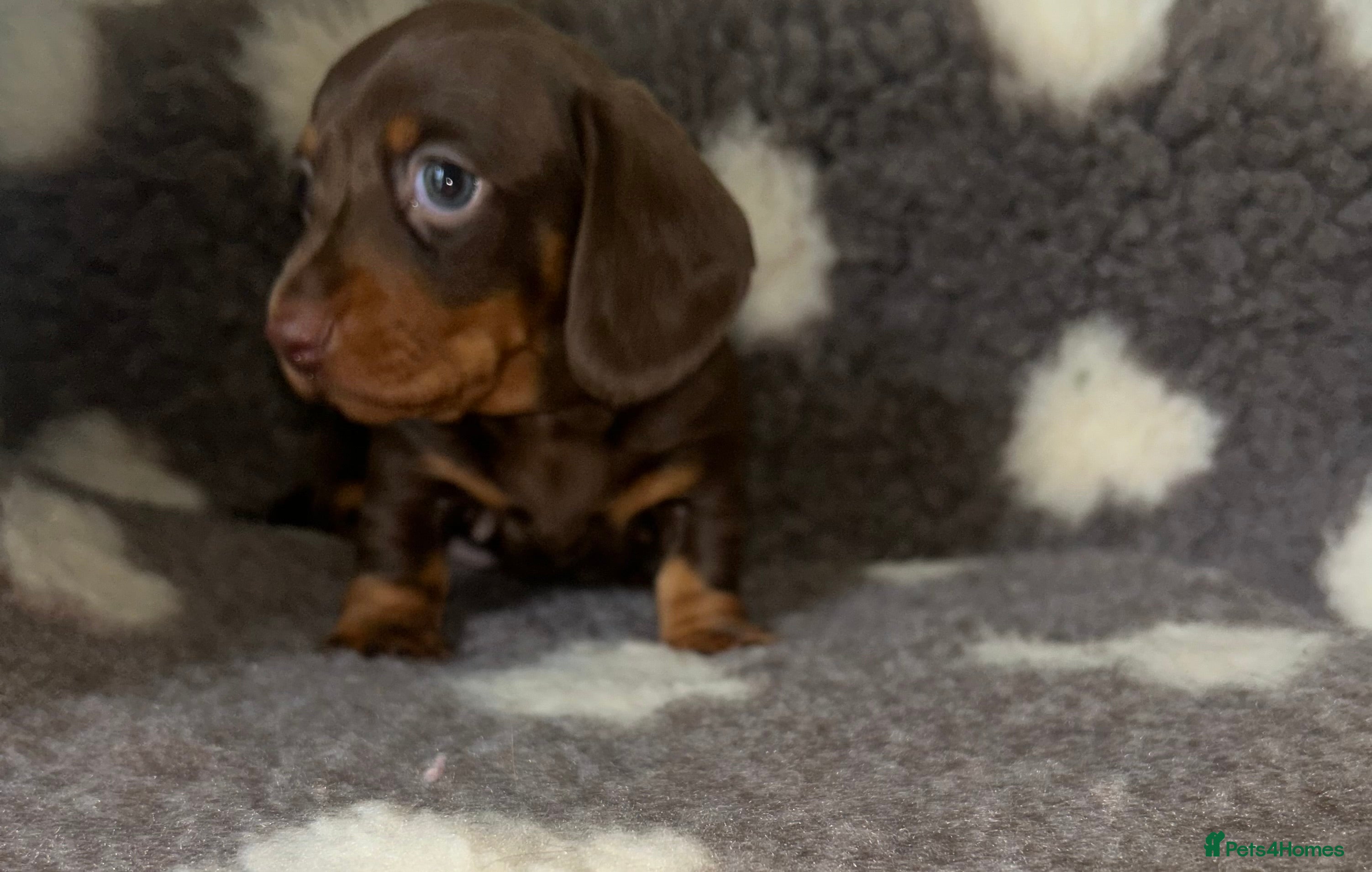 Miniature Dachshund dogs KC Reg Miniature Smooth Dachshund  - Advert 10