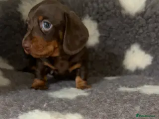 Miniature Dachshund dogs KC Reg Miniature Smooth Dachshund - Advert 10