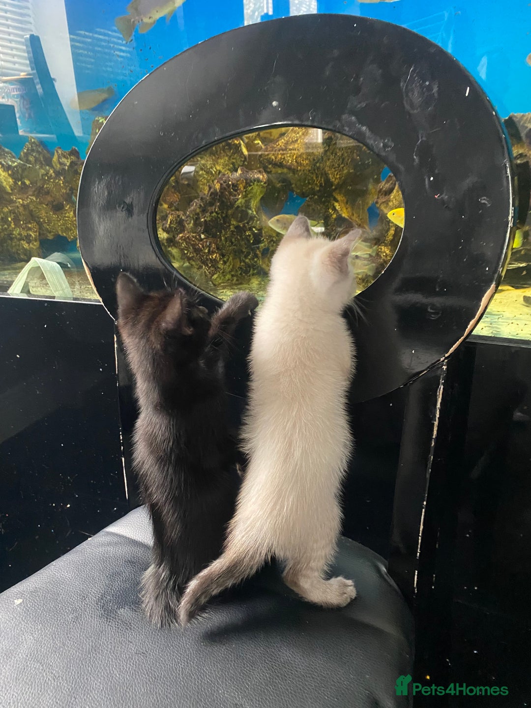 Mixed Breed cats for sale: X Siamese Adorable Kittens (white reserved now) - Image 1