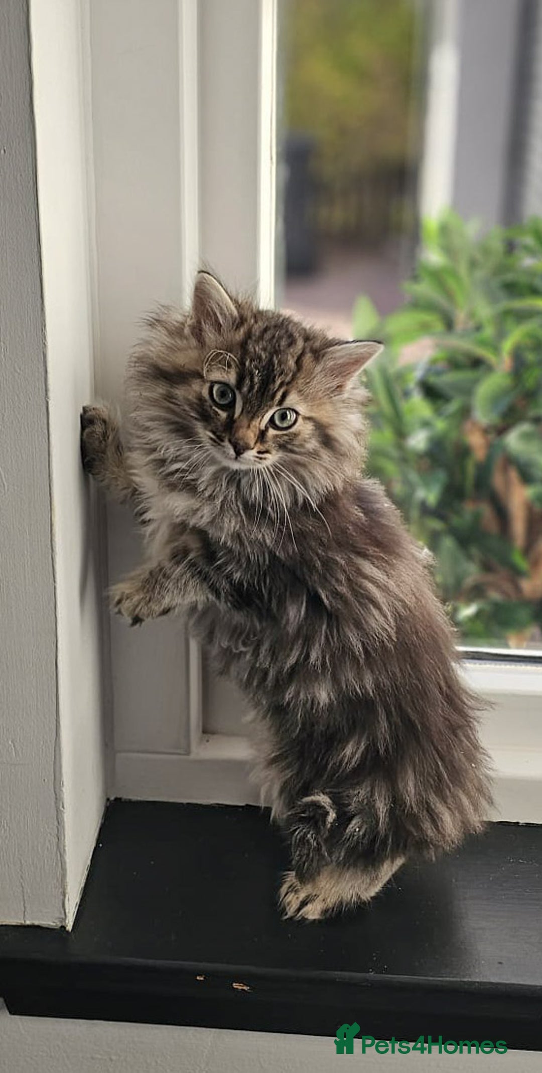 Siberian cats for sale: White and tabby Available!! Pure Siberian Kittens! - Advert 4