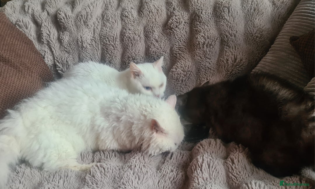 Munchkin cats for sale: Stunning Munchkin in London - Image 21