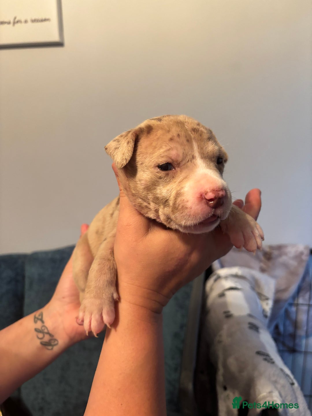 Mixed Breed dogs for sale: American Bulldog X Mastiff mix  - Image 38